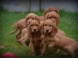 Chiots Cocker Anglais à vendre