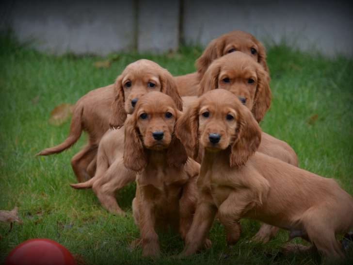 Chiots Cocker Anglais à vendre