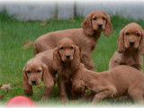 Chiots Cocker Anglais à vendre