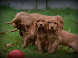 Chiots Cocker Anglais à vendre