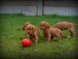 Chiots Cocker Anglais à vendre