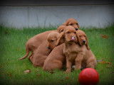 Chiots Cocker Anglais à vendre