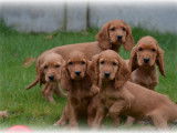 Chiots Cocker Anglais à vendre