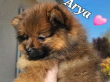 Chiots Spitz