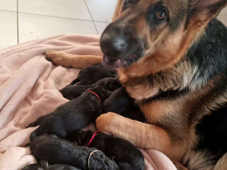 Chiots Berger Allemand noir et feu à vendre