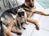 Chiots Berger Allemand noir et feu à vendre