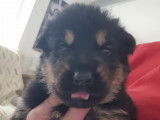 Chiots Berger Allemand noir et feu à vendre