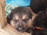 Chiots Berger Allemand noir et feu à vendre
