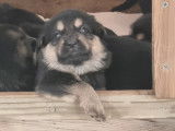 Chiots Berger Allemand noir et feu à vendre