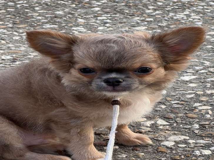 Chiot Chihuahua à vendre