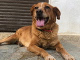 Ginger, chienne senior à adopter