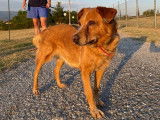 Ginger, chienne senior à adopter