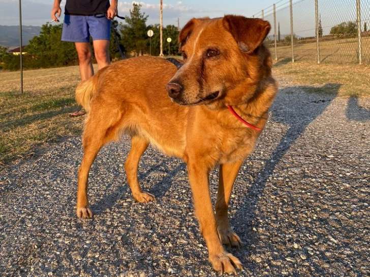 Ginger, chienne senior à adopter