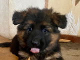 Portée de Bergers Allemand LOF disponible