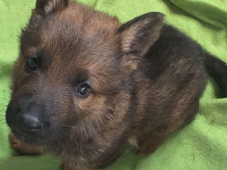 Portée de Bergers Allemand LOF disponible