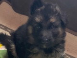 Portée de Bergers Allemand LOF disponible