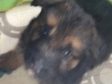 Portée de Bergers Allemand LOF disponible