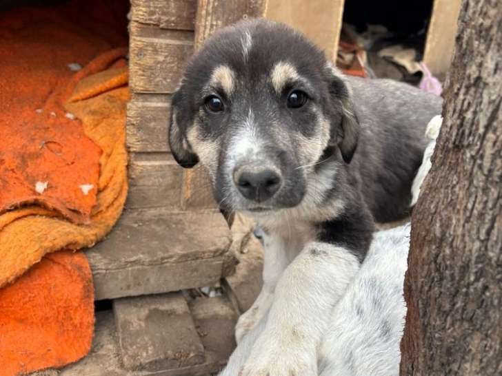 Hero, chiot à adopter