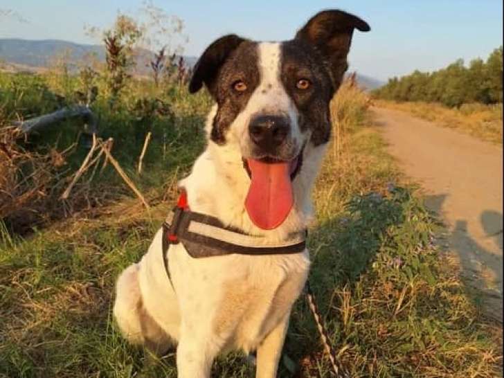 Johnny, chien à adopter