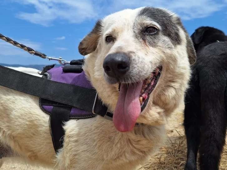 Katia, chienne à adopter