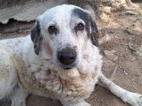Katia, chienne à adopter