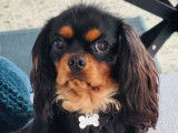 Mâle Cavalier King Charles LOF de 1 an disponible pour saillie