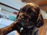 Chiots de type Cocker Américain à vendre (1 femelle & 2 mâles)
