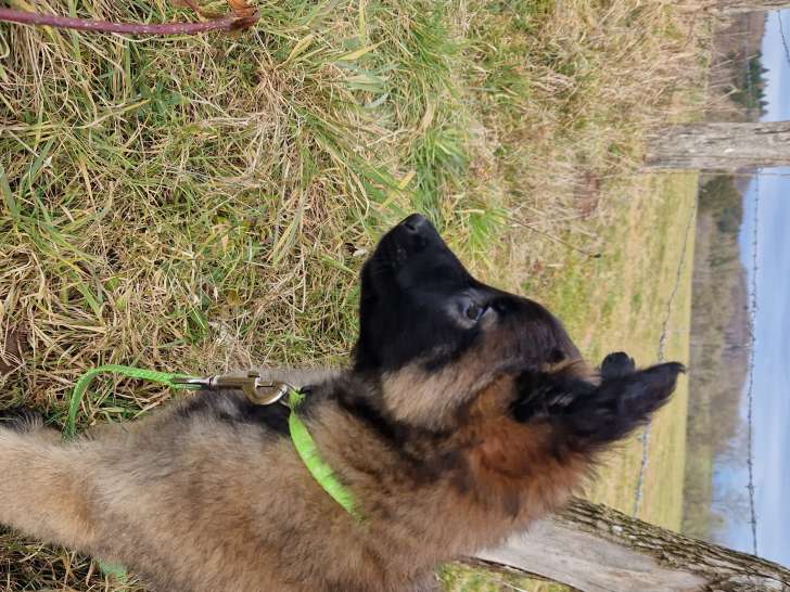 Chiot femelle Tervueren LOF à vendre