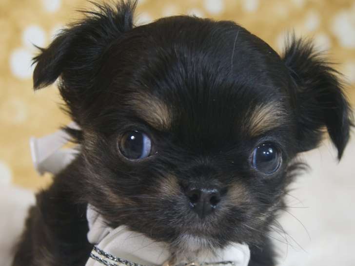Mâle Chihuahua à poil long LOF à vendre