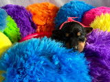 Magnifique portée de 4 chiots English Toy Terrie rà vendre