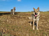 Chiots Chien Loup Tchécoslovaque a réserver pour 2026
