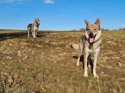 Chiots Chien Loup Tchécoslovaque a réserver pour 2026