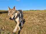 Chiots Chien Loup Tchécoslovaque a réserver pour 2026