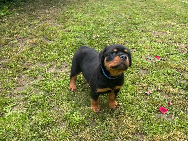 Magnifiques chiots Rottweiler LOF à la queue coupée à vendre