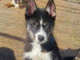 Magnifique chiot d'apparence Husky Sibérien disponible