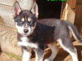 Magnifique chiot d'apparence Husky Sibérien disponible