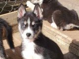 Magnifique chiot d'apparence Husky Sibérien disponible