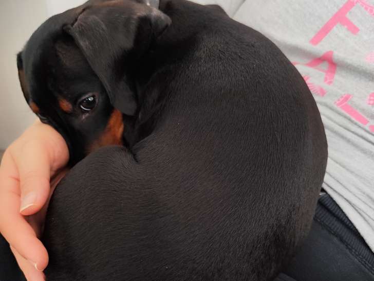 Chiot Teckel Nain à vendre