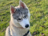 Husky mâle de 10 mois aux yeux vairons disponible pour saillie