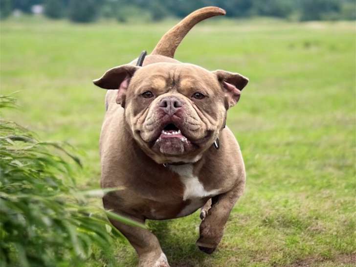 Mâle American Bully pocket à donner