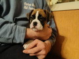 Chiots mâles Boxer à vendre