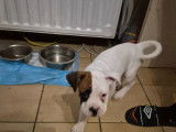 Chiots mâles Boxer à vendre