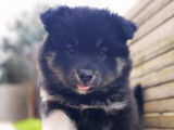 Chiot mâle Chien Finnois de Laponie à vendre