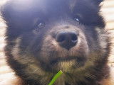 Chiot mâle Chien Finnois de Laponie à vendre