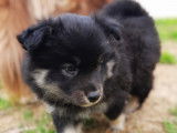 Chiot mâle Chien Finnois de Laponie à vendre