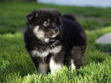 Chiot mâle Chien Finnois de Laponie à vendre