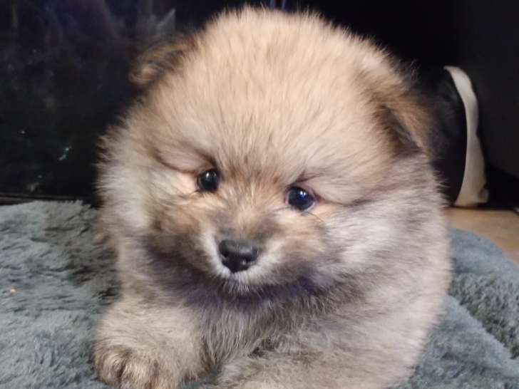 Chiots Spitz Nain Poméranien à vendre