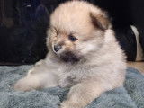 Chiots Spitz Nain Pom&eacute;ranien &agrave; vendre
