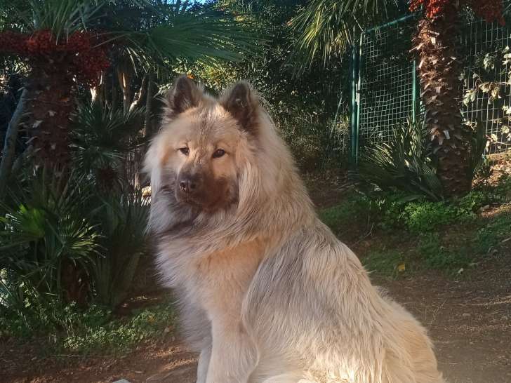 Mâle Eurasier disponible pour saillie