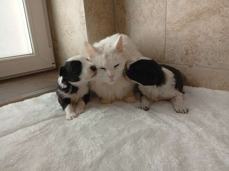 Chiots Border Collie à vendre